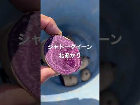 2024 年のジャガイモの植え付け時期は?成功のためのすべてのアドバイス  庭園