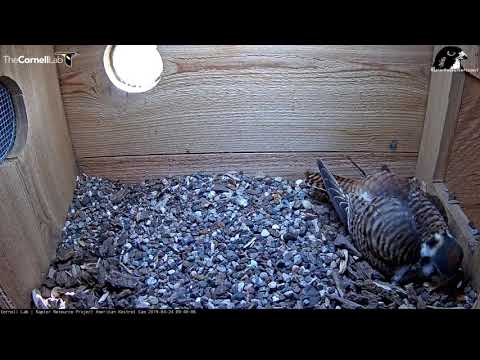 Egg #4 Arrives! | Wisconsin Kestrel Cam – Apr. 24, 2019