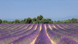 preview picture of video 'La lavande / lavender fields in Provence, Alpes-de-Haute-Provence, France [HD] (videoturysta)'