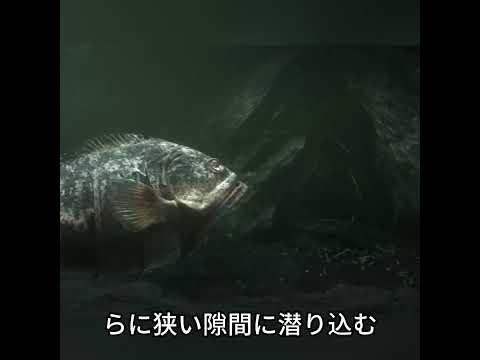 🐋🗑️ 未来の海で生き残るゴミ融合の生き物たち 🌊⚙️