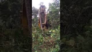 Download lagu Viral Video of Biggest Snake found in the Caribbean country of Dominica. mp3