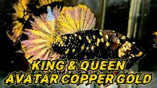 Download lagu KING DAN QUEEN IKAN CUPANG AVATAR COPPER GOLD... mp3