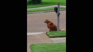 Dog waits for mail truck