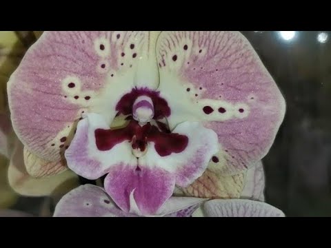 Леруа:ШИКАРНЫЙ завоз ОРХИДЕЙ, 21.04.23.ТЦ "Космопорт", Самара, ул. Дыбенко, 30.