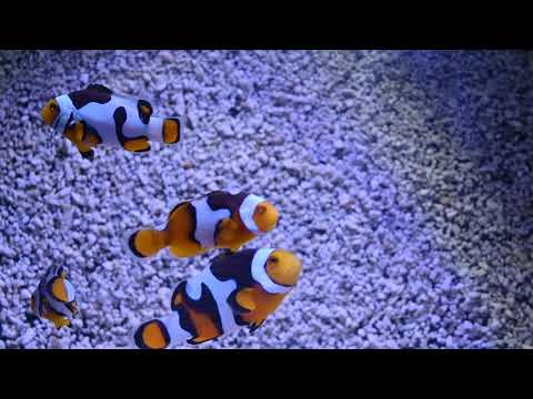 Amphiprion percula Picasso dreifarbig Nachzucht