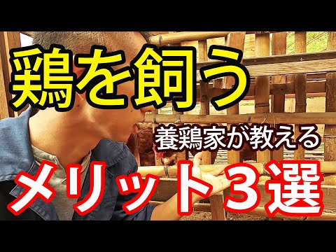 産卵鶏に最適な餌は何ですか?きっとあなたが思っているような人ではありません  庭園