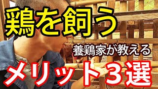 まだ鶏飼われていない方必見！鶏を飼う３つのメリットを養鶏家がお話します【自然卵養鶏法】