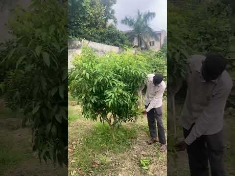 How to grow your litchi plant fast / 100% growth/ #terracegarden #gardening #farming #plants #shorts