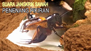 Download lagu Suara Jangkrik Sawah mp3 Download lagu Suara Jangkrik Sawah mp3