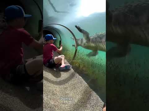 Most Dangerous Tiger Zoo