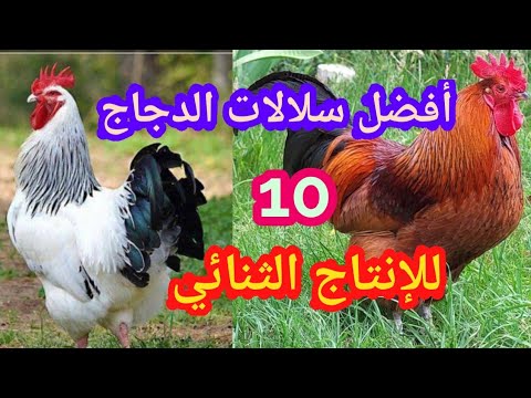 , title : 'تربية الدجاج البياض/افضل سلالات الدجاج لإنتاج البيض واللحمchicken breeds for the production of eggs'
