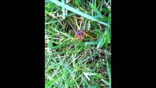 A single cicada making noise