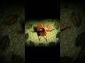 Psapp Tricycle (Music Video)