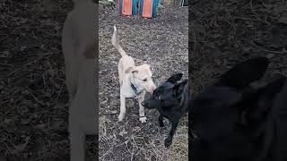 Video preview image #1 Golden Labrador Puppy For Sale in Wheaton, IL, USA