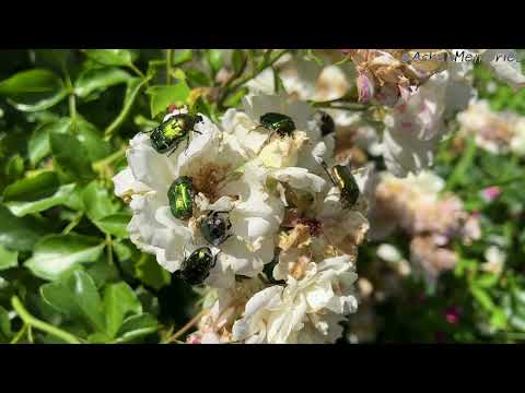 Green Rose Chafer Beetle (Cetonia Aurata)