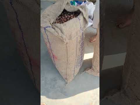 Whole macadamia nuts seeds