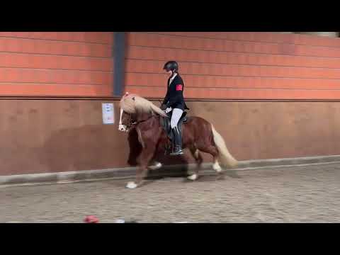 Prímus vom Kronshof