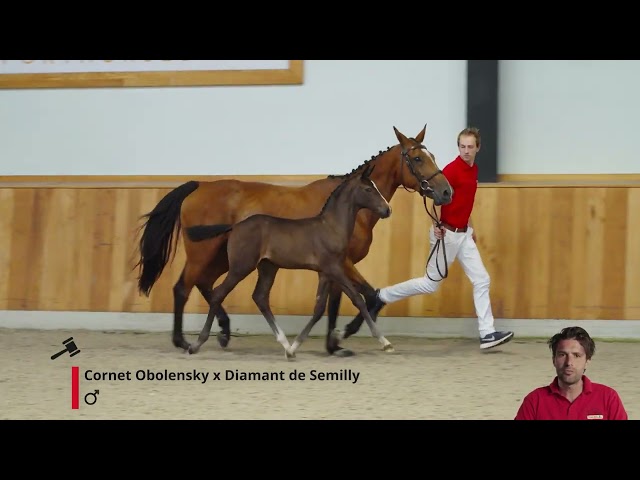 Champion van't Gebergte Z