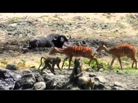 Jan 5 Djuma Waterhole: Baboons at waterhole, later chewing cable