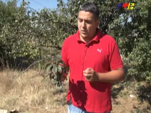 RTV Vranje   Biljne bolesti sljiva 08 09 2013