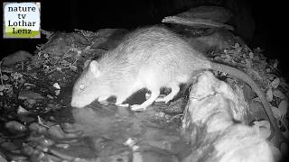 Wanderratte unterwegs