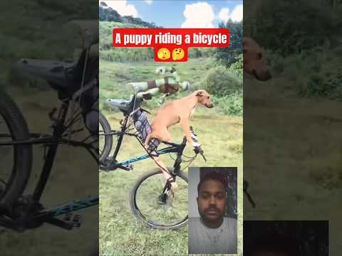 A puppy riding a bicycle #rider #puppylove #reaction #shorts