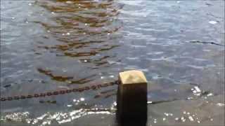 come see the duck - deerhoof