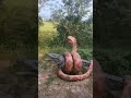 Ular Vs Buaya