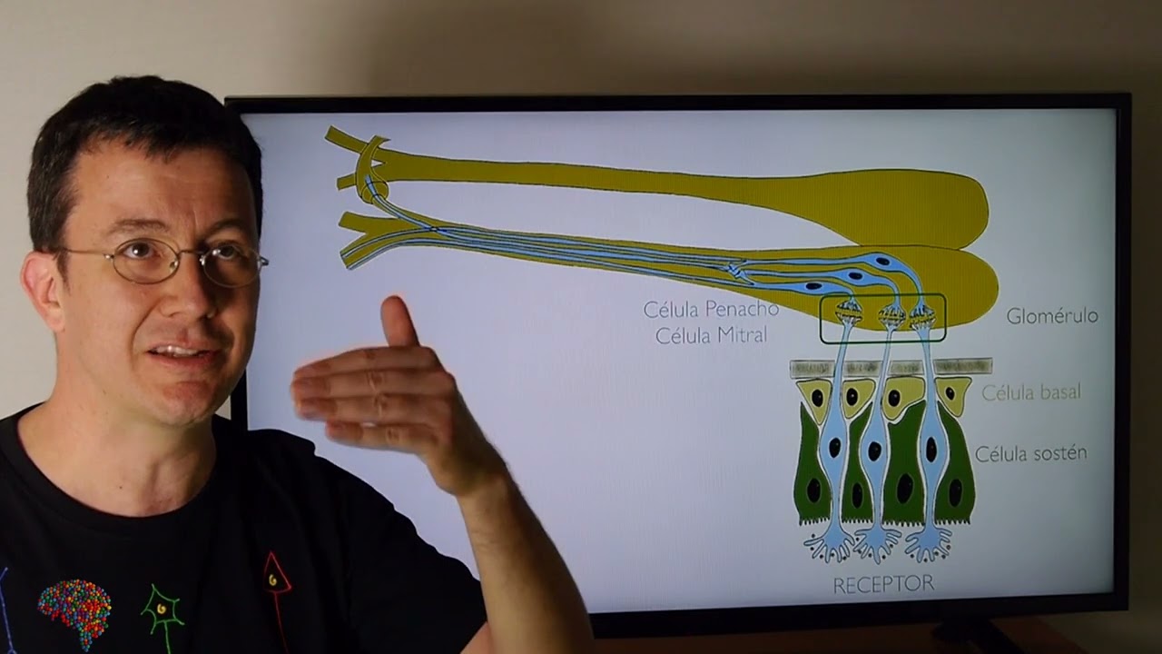 NERVIO ENCEFÁLICO I. NERVIO OLFATORIO.