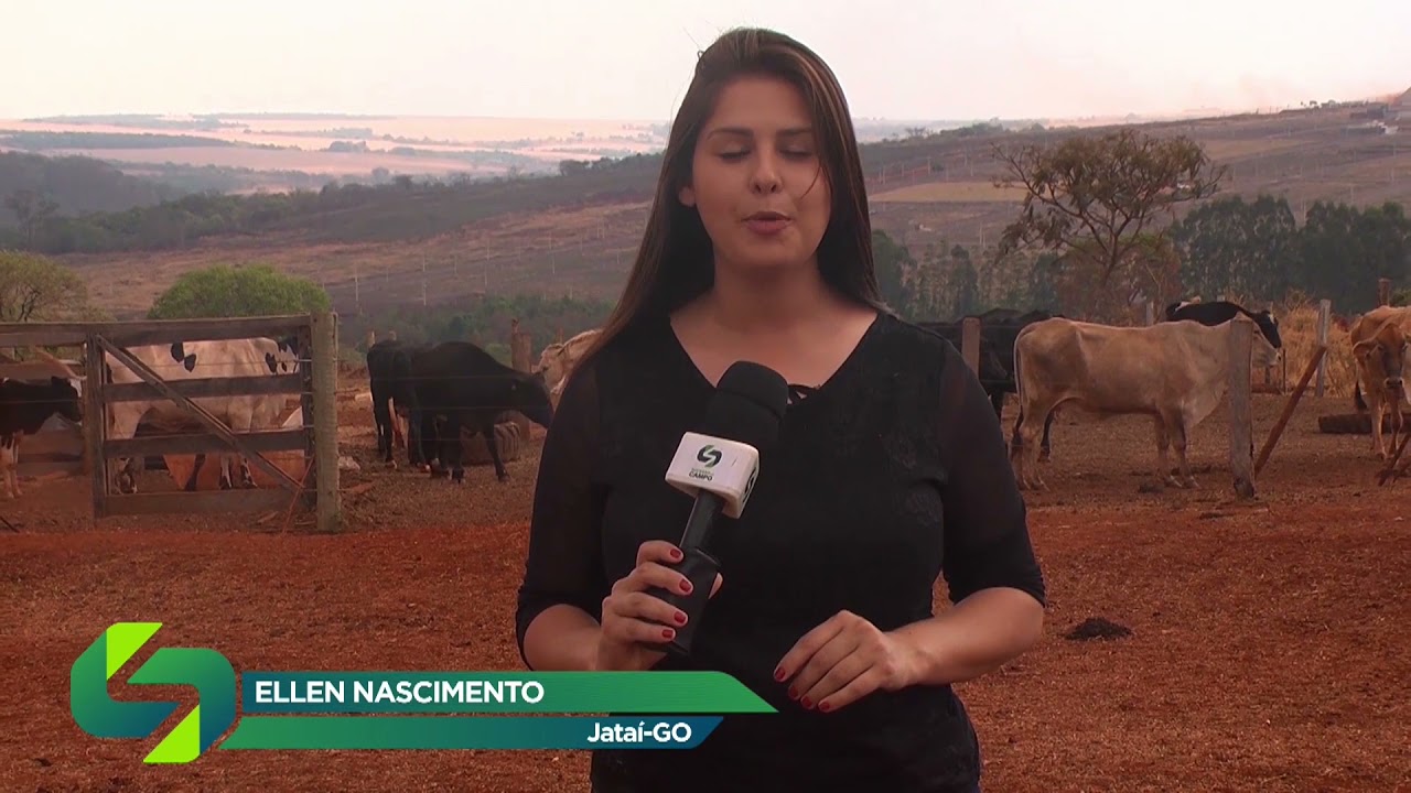 Tristezinha parasitária bovina: Características e tratamento