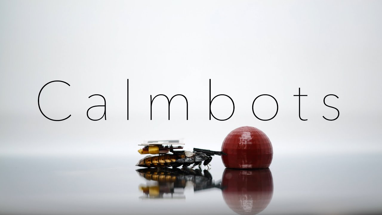 Calmbots, the Cyborg Cockroaches That Can Perform Small Household Tasks ...