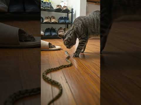 Bruh… cat vs snake showdown 🐱🐍🔥 only one’s walking away 😱#usacats  #americanpets  #funnycat  #shorts