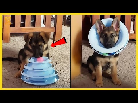 99.9% Can’t Handle the Cuteness of These Funny Puppies 😍 🤣 Funniest Animal Videos