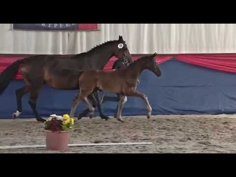 Maracana x Fiderdance x Pumpers | Dressurhengst der Zukunft | Fohlenschau