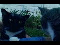 Tuxedo Cats Black Or Gray
