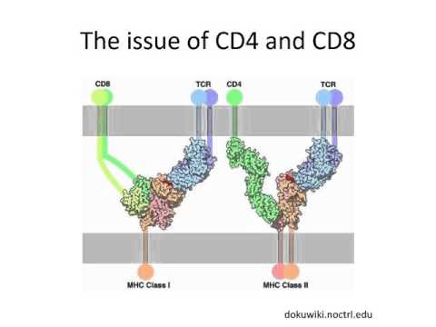 HLA Transgenic Mice: Development, Validation, And Applications