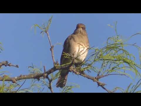 Aves y plantas en los bañados del arroyo Cululú Esperanza Santa Fe Argentina Parte 1 2026