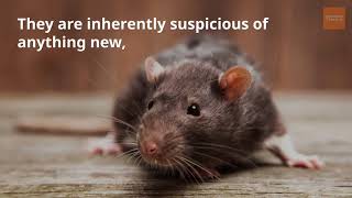 4 Reasons Why Rats are so Hard to Trap