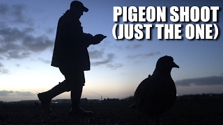 Pigeon shoot (just the one)
