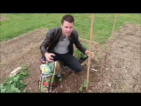 , title : 'Comment planter des tomates ?'