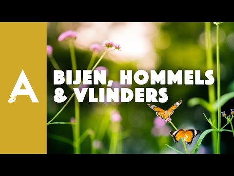 , title : 'Bijen, hommels en vlinders lokken - Een groener thuis! #28'