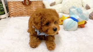 トイプードルの動画02