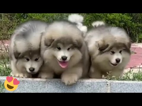 Baby Alaskan Malamute Puppies Running????Funny And Cute Puppies Compilation  | Video & Photo