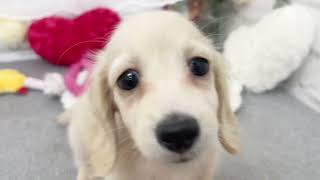 カニンヘンダックスフンドの動画01