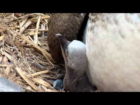 mother blue footed booby with baby and eggs