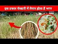 Factory में ऐसे बनता हैं भगर मोरधन Bhagar Kaise Banta Hai