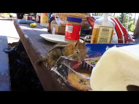 Chipmunk trying to steal a cookie
