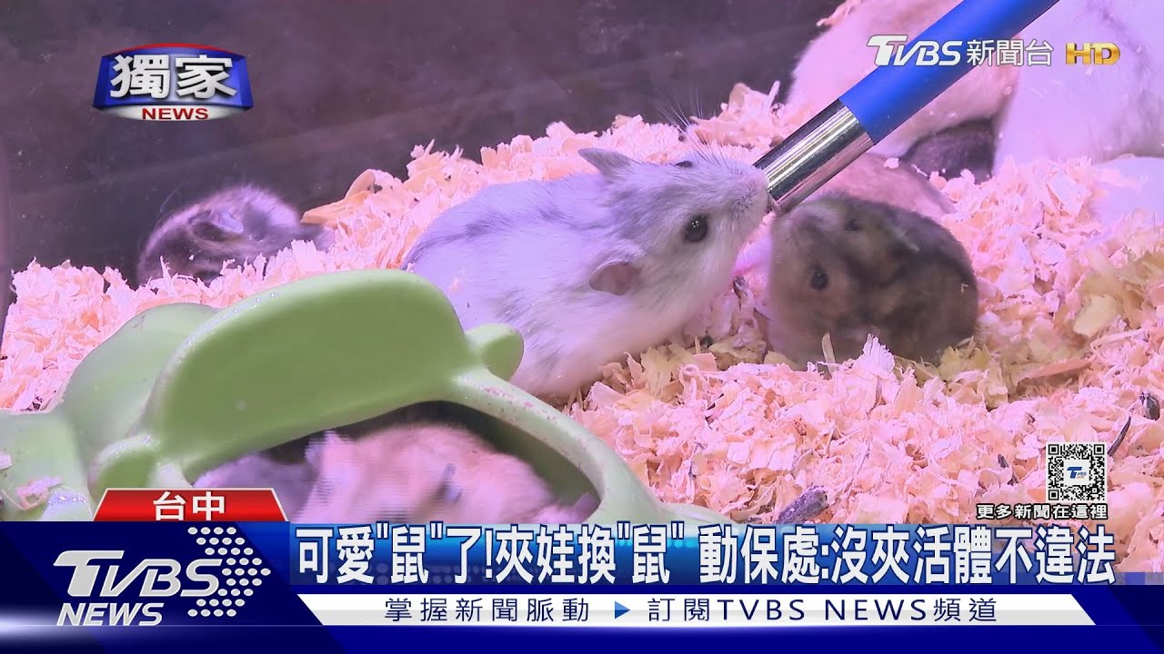 可愛「鼠」了！夾娃換「鼠」　動保處：沒夾活體不違法