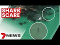 Shark scare at Forster filmed from a drone | 7NEWS