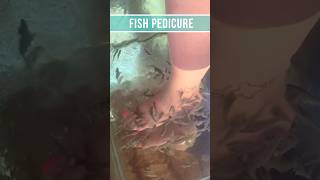 Fish Pedicure - Costa Maya Mexico #pedicure #cruise #carnivalcruiseline #costamaya